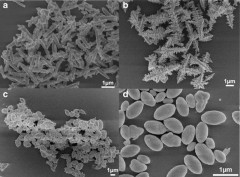 Microwave synthesis of NaLa(MoO4)2 microcrystals and their near-infrared luminescent properties with lanthanide ion doping (Er3+, Nd3+, Yb3+)