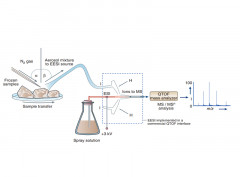 Neutral desorption sampling of biological surfaces for rapid chemical characterization by extractive electrospray ionization mass spectrometry