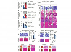 AML1/ETO cooperates with HIF1α to promote leukemogenesis through DNMT3a transactivation