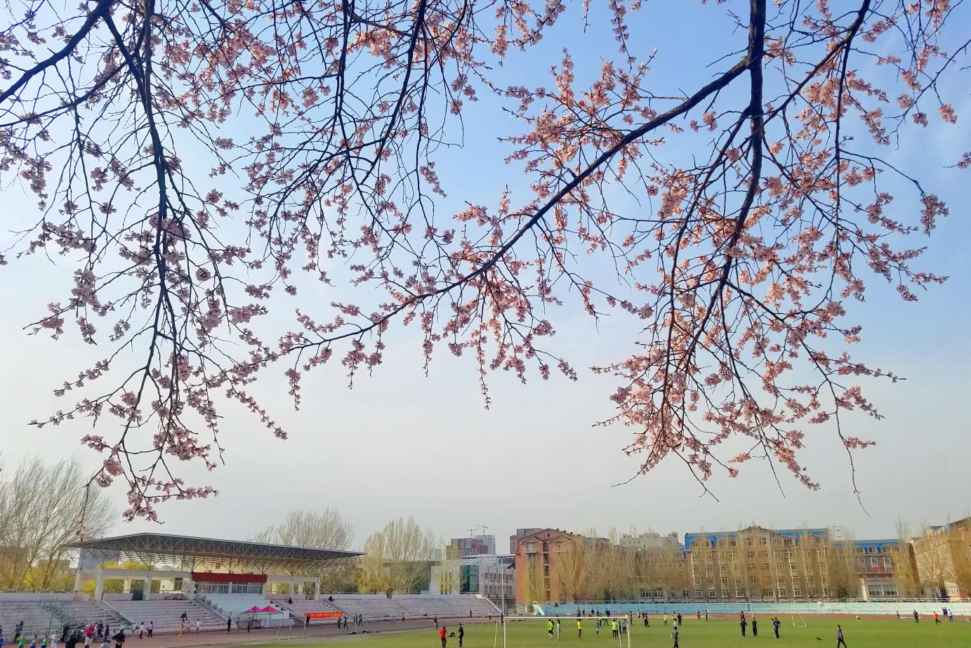 春日操场